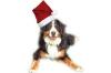 Weihnachts - Special! - verschenken Sie eine Webseite!
