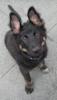 Schäferhund-Mix-Welpe sucht neues zu Hause