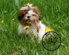 Gesunde kleinbleibende Shih Tzu Welpen