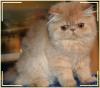 Perserbaby,  creme,  Katerchen in liebevolle Hände,  zu finden im Raum Bonn/ Rheinba