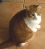 ROT-WEIßER KATER,  ca.3, 5J.,  AN GUTE HÄNDE ABZUGEBEN!