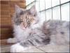 Maine Coon Kätzin abzugeben !