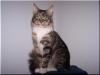 Maine Coon Katze abzugeben !