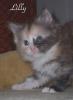 5 typvolle Maine Coon Kitten abzugeben!