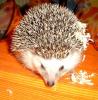 männliche weissbauchigel
