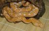 Biete Netzpythons: