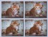 Maine Coon LUX Katerchen abzugeben !