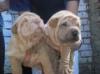 sharpei , mops, und chihuahua