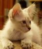 Balinesen Kitten
