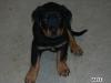 Rottweiler Welpe Rüde