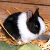 Baby - Zwergkaninchen Hermelin weiß/ blau Mix
