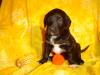Schwarze Setter/ Münsterländerwelpen