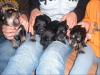 Labrador-Golden Retriever Welpen