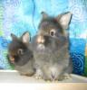 Zwergkaninchen Babys suchen ein liebevolles,  neues Zuhause!