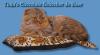 Scottish Fold und Highland Fold Babys abzugeben