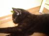 kleine schwarze katze DRINGEND abzugeben