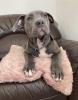 American Bully XL