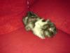 Meerschweinchen (m) abzugeben