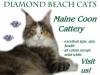 Diamond Beach MAINE COON CATS