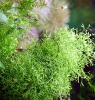 Sternlebermoos,  Aquarienpflanze,  Versand/  Abholung