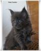 Traumhafte und typvolle Maine Coon Pinseläffchen mit Stammbaum
