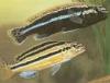 Melanochromis auratus  /  Türkis-Gold-Barsch