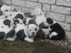 American Bulldog Welpen