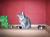 verschmuster Kater abzugeben