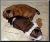 shih-tzu Baby´s