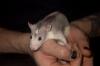 12 junge Husky Ratten,  handzahm