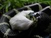Kalifornische Kettennatter/ Königsnatter