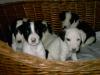 miniatur bullterrier-rottweilermischlinge