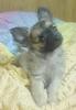 ich suche  preis günstig  ein kleinen chihuahua rüde