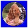 english Cockerspaniel-Welpen