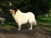 American White Colliehündin und Rüde mit Papieren