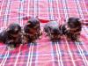 Yorkshire terrier / mini/ 