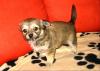 süßer Chihuahuawelpe (Hündin) abzugeben