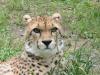 www.exoticalpets.de