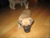 Jack-Russel/ Cairn-Terrier-Mix-Welpe zu verkaufen