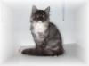 Maine Coon Kitten /  Mädel