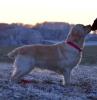 Golden Retriever  Wurfankündigung