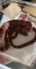 Classic Kornnatter /  pantherophis guttatus /  Weiblich  