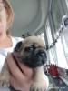 Französische Bulldoggen Welpen 19 Tage alt