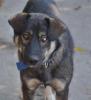 Elios ist ein freundlicher Familienhund mit tollen Augen