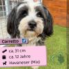 Corretto (m),  12 Jahre,  31 cm
