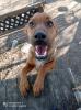 Der kleine Pim,  total verschmuster Dackel-Pinscher-Mix Welpe will Familie verzau