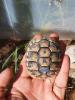 Griechische Landschildkröten Nachzuchten 2022,  2023