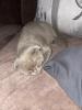 British Kurzhaar/  Scottish fold mix Kater sucht dringend ein neues Zuhause!