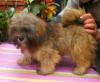 Kleine Apso Wuschel