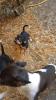 Jack Russel Mix 